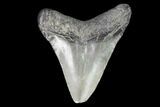 Juvenile Megalodon Tooth - Georgia #101369-1